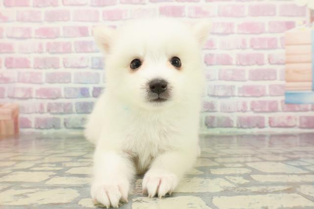 千葉県の日本スピッツ (Coo&RIKU若葉都賀店/2025年12月7日生まれ/男の子/ホワイト)の子犬の1枚目の画像