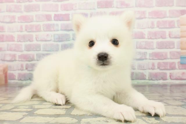 千葉県の日本スピッツ (Coo&RIKU若葉都賀店/2025年12月7日生まれ/男の子/ホワイト)の子犬の3枚目の画像
