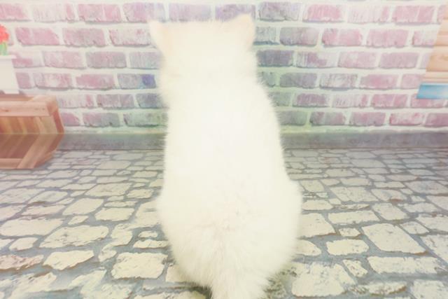 千葉県の日本スピッツ (Coo&RIKU若葉都賀店/2025年12月7日生まれ/男の子/ホワイト)の子犬の4枚目の画像