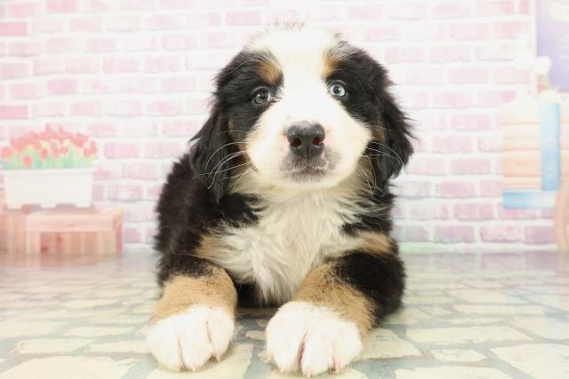 バーニーズマウンテンドッグ