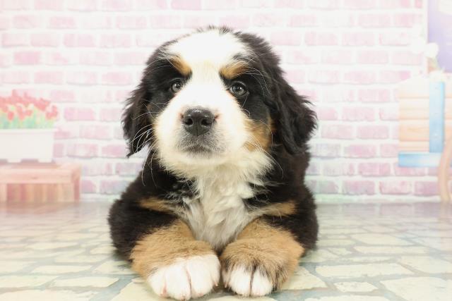 福島県のバーニーズマウンテンドッグ (Coo&RIKUいわき店/2026年2月1日生まれ/男の子/ブラックラストホワイト)の子犬の1枚目の画像