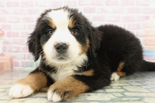 福島県のバーニーズマウンテンドッグ (Coo&RIKUいわき店/2026年2月1日生まれ/男の子/ブラックラストホワイト)の子犬の2枚目の画像