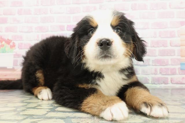 福島県のバーニーズマウンテンドッグ (Coo&RIKUいわき店/2026年2月1日生まれ/男の子/ブラックラストホワイト)の子犬の3枚目の画像