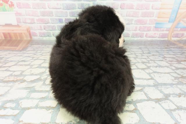 福島県のバーニーズマウンテンドッグ (Coo&RIKUいわき店/2026年2月1日生まれ/男の子/ブラックラストホワイト)の子犬の4枚目の画像