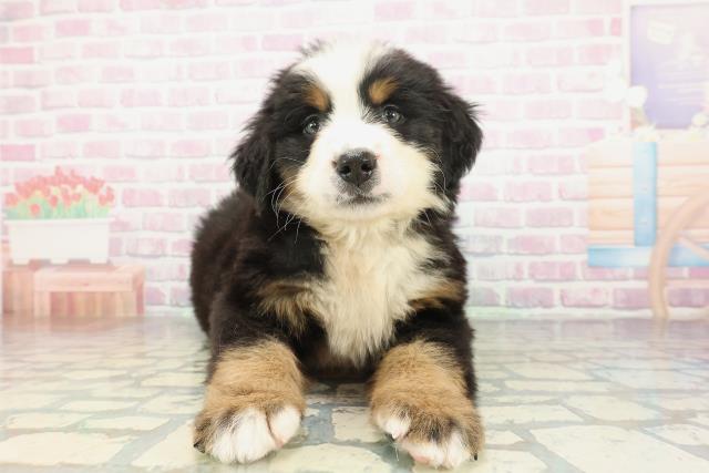 バーニーズマウンテンドッグ