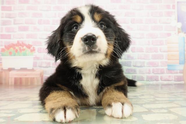 バーニーズマウンテンドッグ