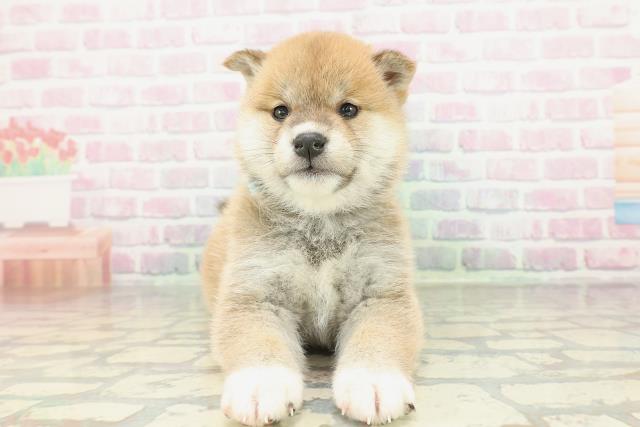 新潟県の柴犬(標準サイズ) (Coo&RIKU長岡店/2026年2月2日生まれ/男の子/赤)の子犬の1枚目の画像