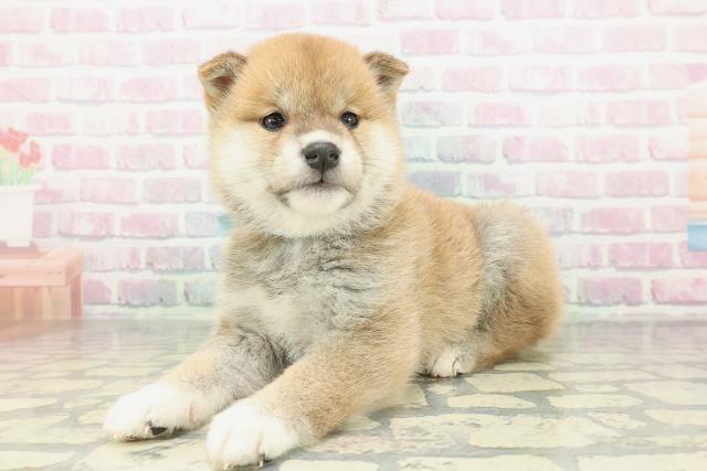 新潟県の柴犬(標準サイズ) (Coo&RIKU長岡店/2026年2月2日生まれ/男の子/赤)の子犬の2枚目の画像