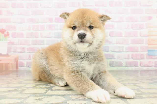 新潟県の柴犬(標準サイズ) (Coo&RIKU長岡店/2026年2月2日生まれ/男の子/赤)の子犬の3枚目の画像