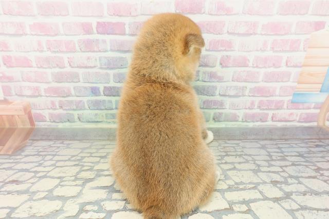 新潟県の柴犬(標準サイズ) (Coo&RIKU長岡店/2026年2月2日生まれ/男の子/赤)の子犬の4枚目の画像