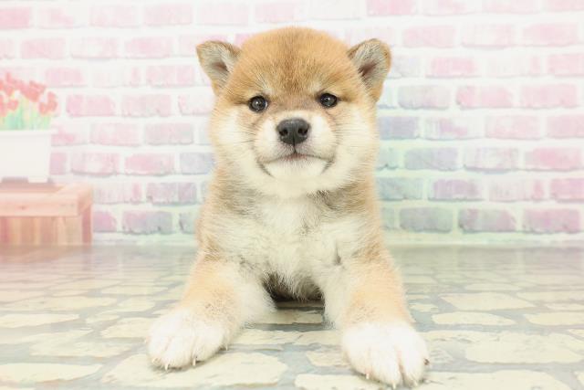 青森県の柴犬(標準サイズ) (Coo&RIKU青森店/2026年2月2日生まれ/女の子/赤)の子犬の1枚目の画像