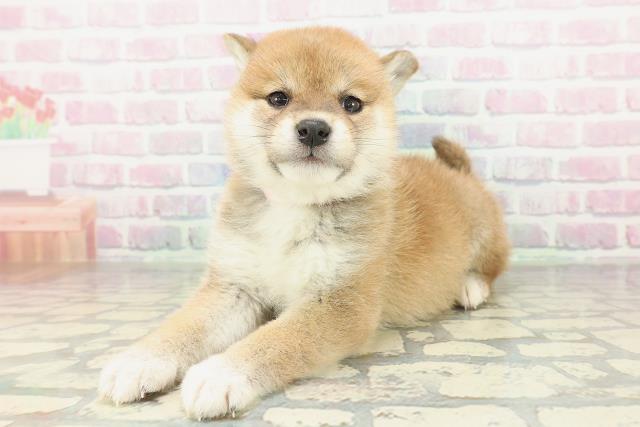 青森県の柴犬(標準サイズ) (Coo&RIKU青森店/2026年2月2日生まれ/女の子/赤)の子犬の2枚目の画像