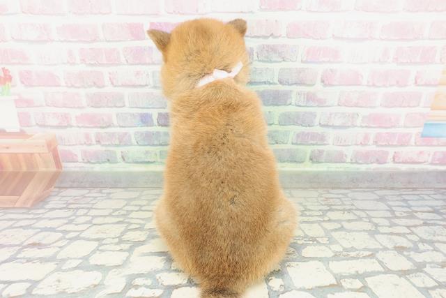 青森県の柴犬(標準サイズ) (Coo&RIKU青森店/2026年2月2日生まれ/女の子/赤)の子犬の4枚目の画像