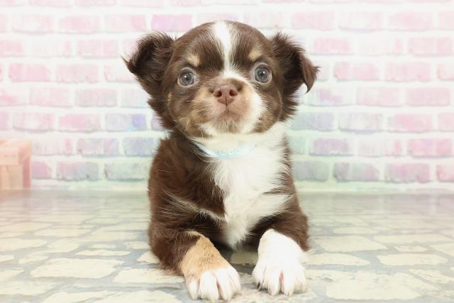 岩手県のチワワ(ロング) (Coo&RIKU一関店/2026年1月31日生まれ/男の子/チョコレートホワイトタン)の子犬の1枚目の画像