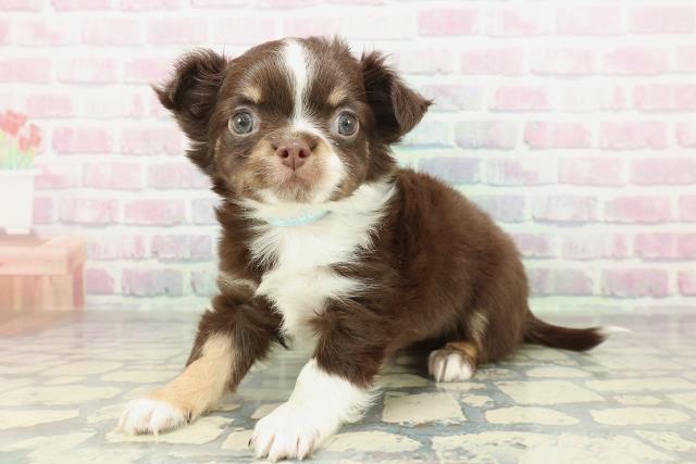 岩手県のチワワ(ロング) (Coo&RIKU一関店/2026年1月31日生まれ/男の子/チョコレートホワイトタン)の子犬の2枚目の画像