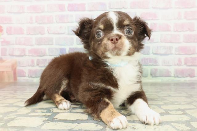 岩手県のチワワ(ロング) (Coo&RIKU一関店/2026年1月31日生まれ/男の子/チョコレートホワイトタン)の子犬の3枚目の画像