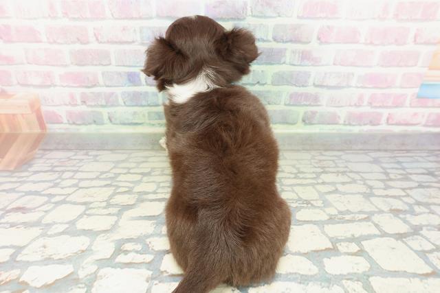 岩手県のチワワ(ロング) (Coo&RIKU一関店/2026年1月31日生まれ/男の子/チョコレートホワイトタン)の子犬の4枚目の画像