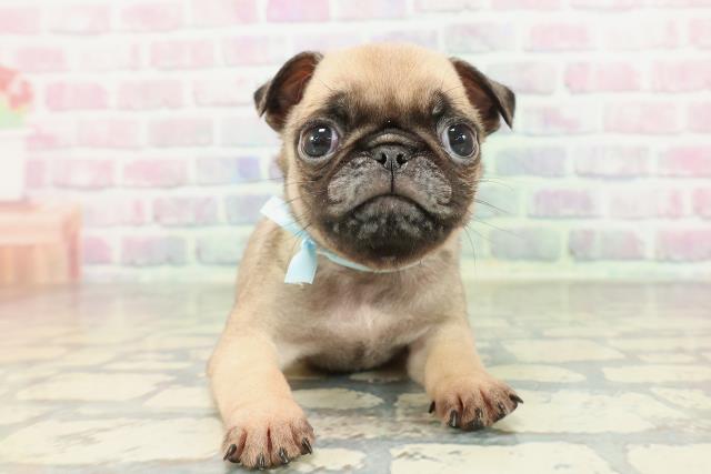 群馬県のパグ (Coo&RIKU前橋店/2026年1月31日生まれ/男の子/フォーン)の子犬の1枚目の画像