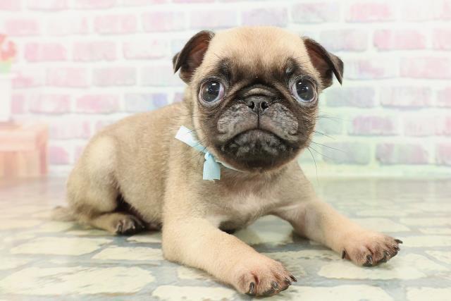 群馬県のパグ (Coo&RIKU前橋店/2026年1月31日生まれ/男の子/フォーン)の子犬の3枚目の画像