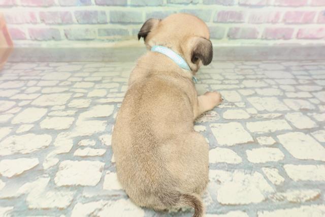 群馬県のパグ (Coo&RIKU前橋店/2026年1月31日生まれ/男の子/フォーン)の子犬の4枚目の画像