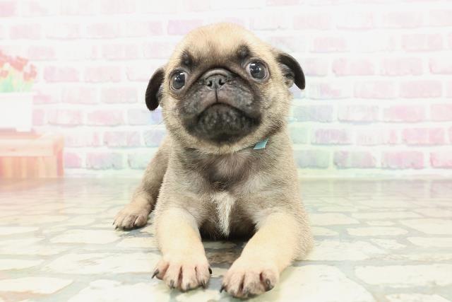 京都府のパグ (Coo&RIKU京都店/2026年1月31日生まれ/男の子/フォーン)の子犬の1枚目の画像