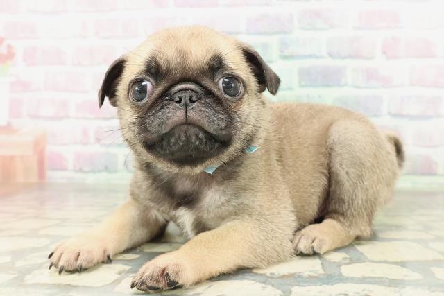 京都府のパグ (Coo&RIKU京都店/2026年1月31日生まれ/男の子/フォーン)の子犬の2枚目の画像