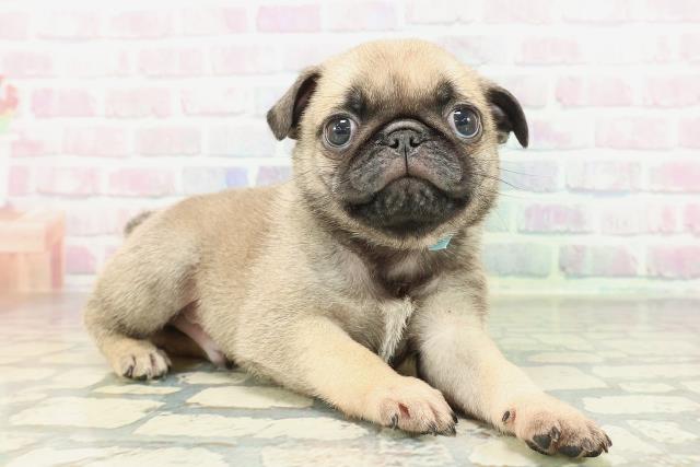 京都府のパグ (Coo&RIKU京都店/2026年1月31日生まれ/男の子/フォーン)の子犬の3枚目の画像