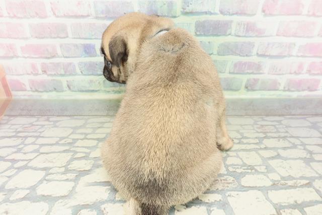 京都府のパグ (Coo&RIKU京都店/2026年1月31日生まれ/男の子/フォーン)の子犬の4枚目の画像