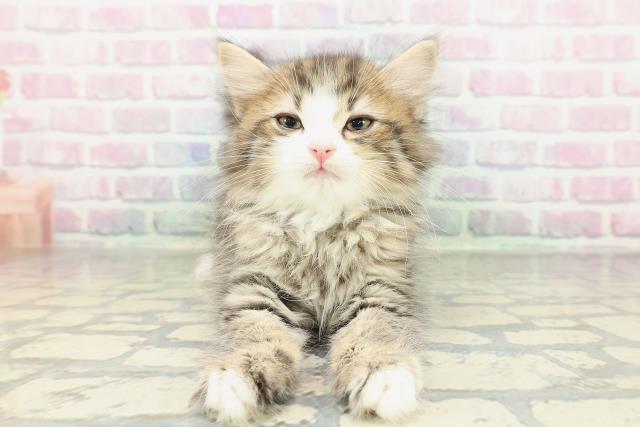 新潟県のサイベリアン (Coo&RIKU新潟東店/2026年1月30日生まれ/男の子/ブラウンタビーホワイト)の子猫の1枚目の画像