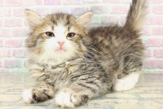 新潟県のサイベリアン (Coo&RIKU新潟東店/2026年1月30日生まれ/男の子/ブラウンタビーホワイト)の子猫の2枚目の画像