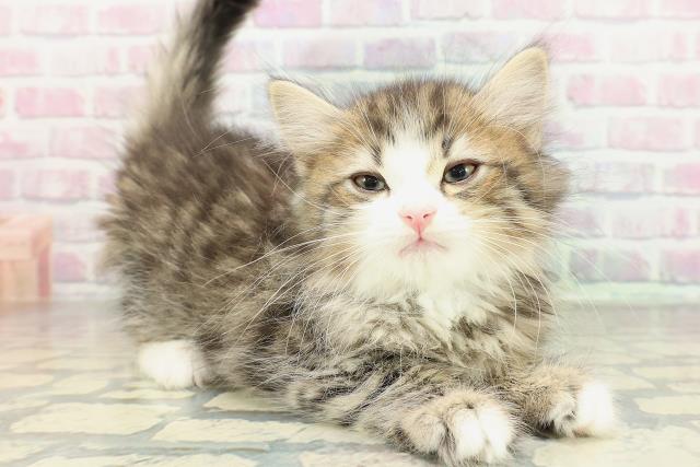 新潟県のサイベリアン (Coo&RIKU新潟東店/2026年1月30日生まれ/男の子/ブラウンタビーホワイト)の子猫の3枚目の画像