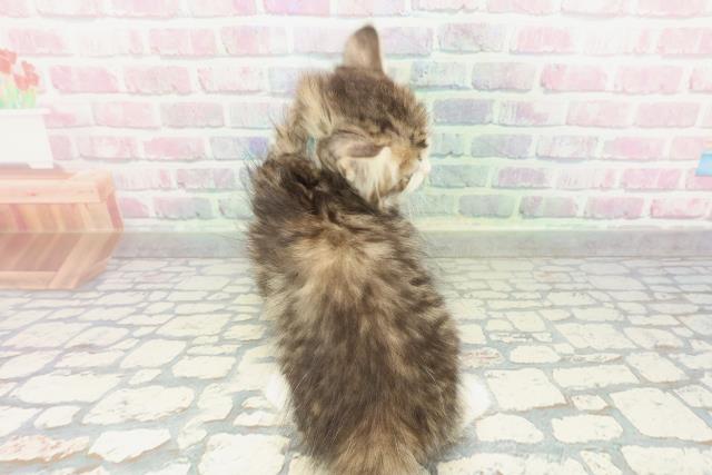 新潟県のサイベリアン (Coo&RIKU新潟東店/2026年1月30日生まれ/男の子/ブラウンタビーホワイト)の子猫の4枚目の画像