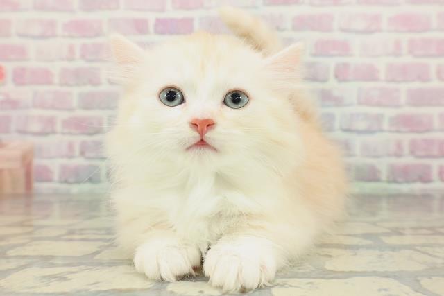 東京都のミヌエット (Coo&RIKU阿佐ヶ谷店/2026年2月1日生まれ/男の子/レッドタビーホワイト)の子猫