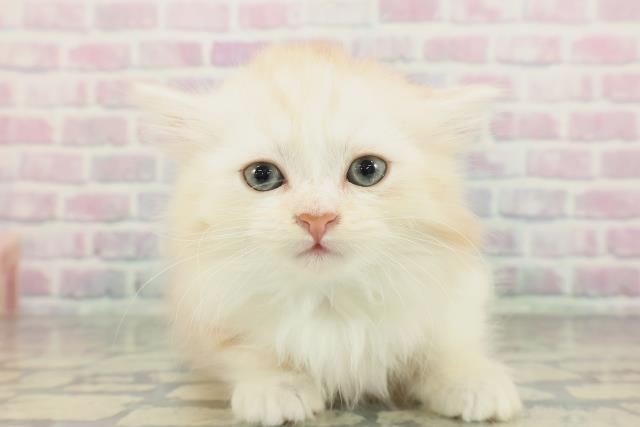 東京都のミヌエット (Coo&RIKU自由が丘店/2026年2月1日生まれ/男の子/レッドタビーホワイト)の子猫の1枚目の画像