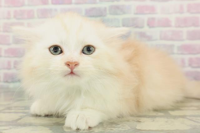 東京都のミヌエット (Coo&RIKU自由が丘店/2026年2月1日生まれ/男の子/レッドタビーホワイト)の子猫の2枚目の画像