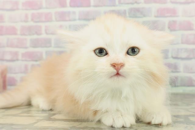 東京都のミヌエット (Coo&RIKU自由が丘店/2026年2月1日生まれ/男の子/レッドタビーホワイト)の子猫の3枚目の画像