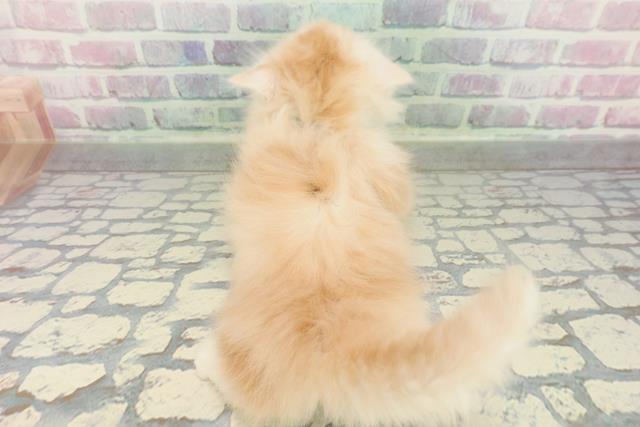 東京都のミヌエット (Coo&RIKU自由が丘店/2026年2月1日生まれ/男の子/レッドタビーホワイト)の子猫の4枚目の画像