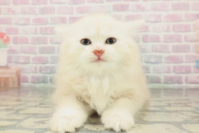 兵庫県のミヌエット (Coo&RIKU明石店/2026年2月1日生まれ/男の子/レッドタビーホワイト)の子猫の1枚目の画像