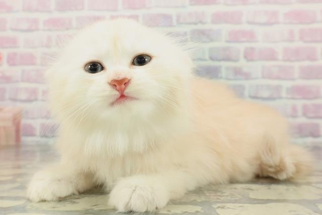 兵庫県のミヌエット (Coo&RIKU明石店/2026年2月1日生まれ/男の子/レッドタビーホワイト)の子猫の2枚目の画像