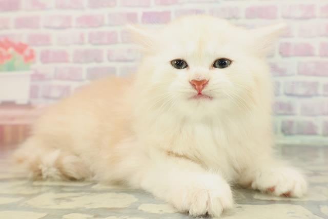 兵庫県のミヌエット (Coo&RIKU明石店/2026年2月1日生まれ/男の子/レッドタビーホワイト)の子猫の3枚目の画像