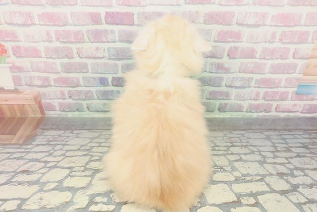 兵庫県のミヌエット (Coo&RIKU明石店/2026年2月1日生まれ/男の子/レッドタビーホワイト)の子猫の4枚目の画像