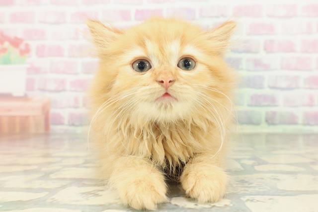 兵庫県のミヌエット (Coo&RIKU姫路店/2026年1月22日生まれ/男の子/レッドタビー)の子猫の1枚目の画像