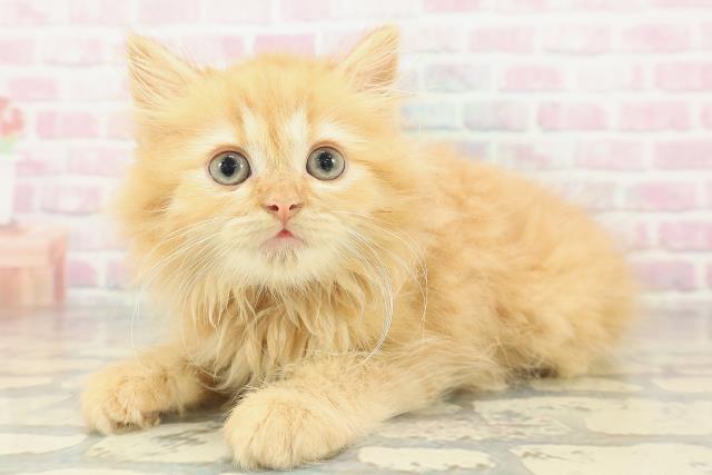 兵庫県のミヌエット (Coo&RIKU姫路店/2026年1月22日生まれ/男の子/レッドタビー)の子猫の2枚目の画像