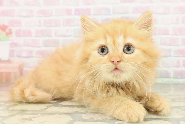 兵庫県のミヌエット (Coo&RIKU姫路店/2026年1月22日生まれ/男の子/レッドタビー)の子猫の3枚目の画像