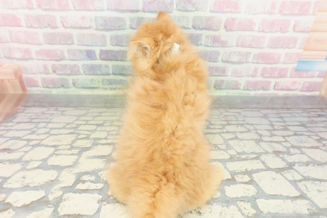 兵庫県のミヌエット (Coo&RIKU姫路店/2026年1月22日生まれ/男の子/レッドタビー)の子猫の4枚目の画像