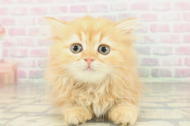 京都府のミヌエット (Coo&RIKU舞鶴店/2026年1月22日生まれ/女の子/レッドタビー)の子猫の1枚目の画像