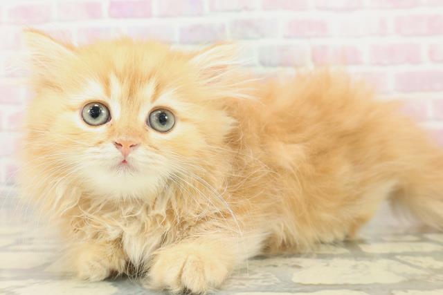 京都府のミヌエット (Coo&RIKU舞鶴店/2026年1月22日生まれ/女の子/レッドタビー)の子猫の2枚目の画像