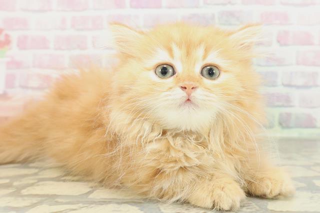 京都府のミヌエット (Coo&RIKU舞鶴店/2026年1月22日生まれ/女の子/レッドタビー)の子猫の3枚目の画像