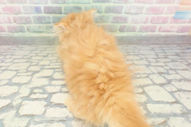 京都府のミヌエット (Coo&RIKU舞鶴店/2026年1月22日生まれ/女の子/レッドタビー)の子猫の4枚目の画像