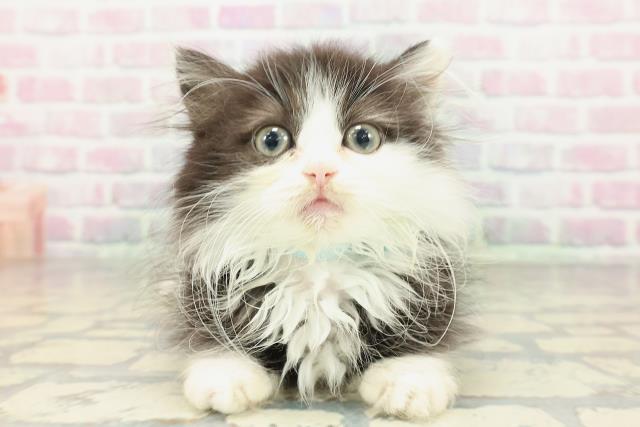 京都府のミヌエット (Coo&RIKU京都河原町店/2026年1月22日生まれ/男の子/ブラックホワイト)の子猫